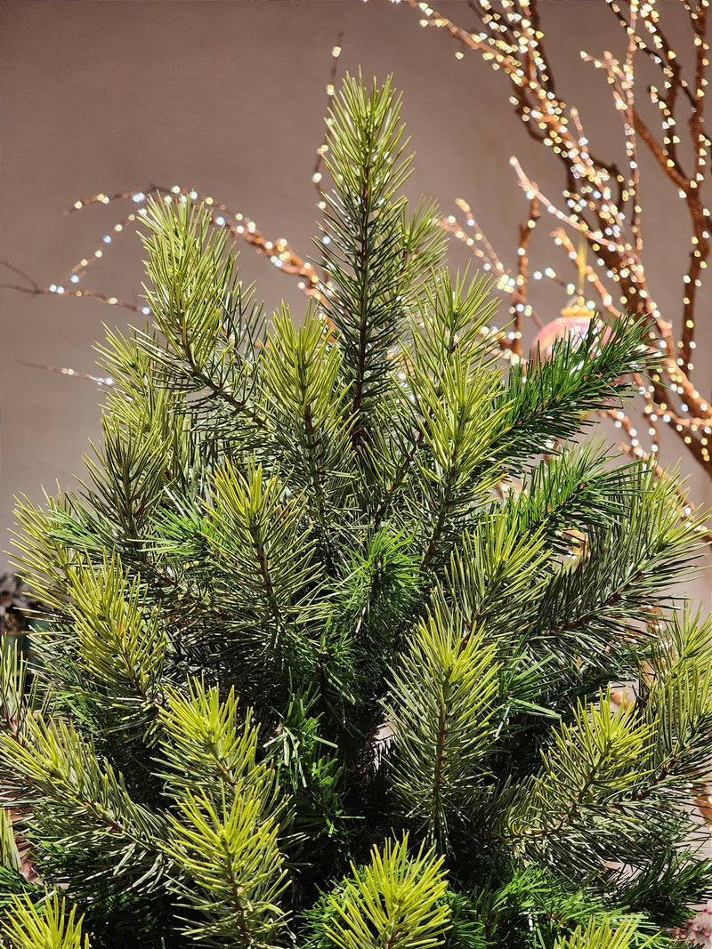 ÁRVORE PINHEIRO REALISTA LISBOA 1484 GALHOS 2,10CM